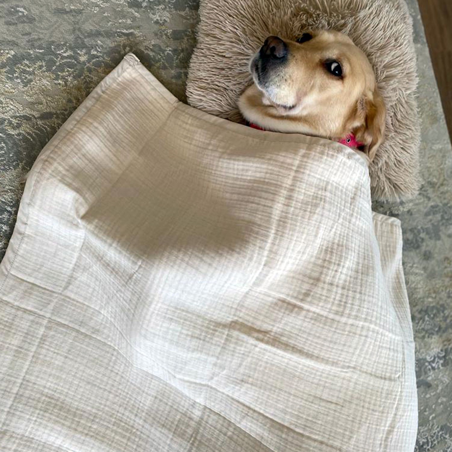 Ezh Kedi ve Köpek Evcil Hayvan Kurulama Havlusu Bej