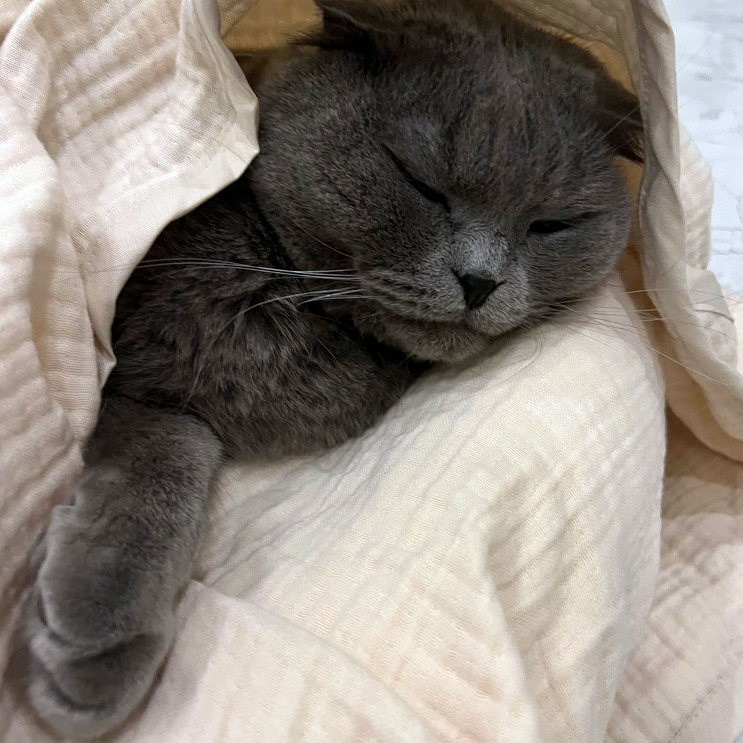 Ezh Kedi ve Köpek Evcil Hayvan Kurulama Havlusu Bej