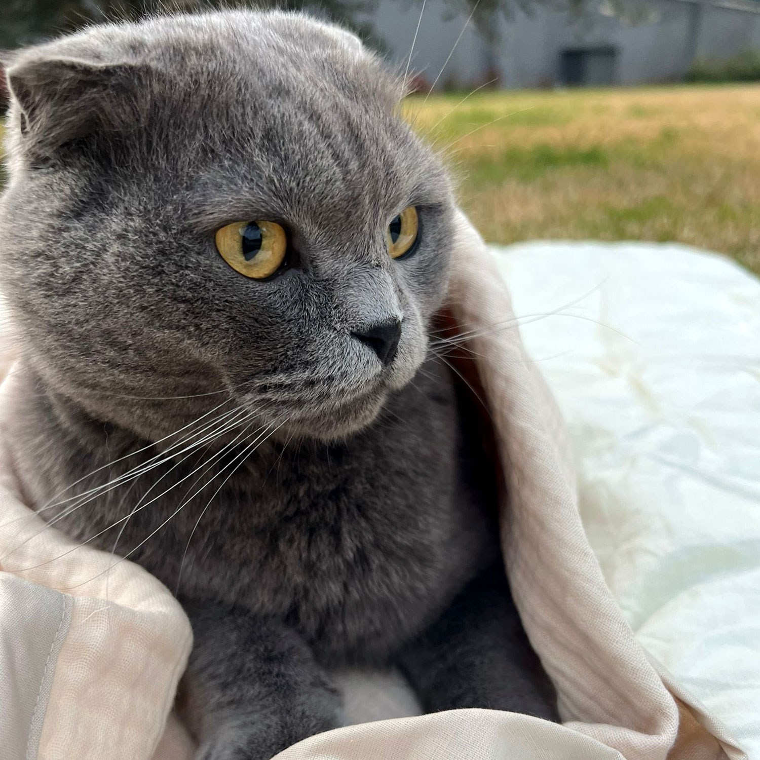 Ezh Kedi ve Köpek Evcil Hayvan Kurulama Havlusu Bej