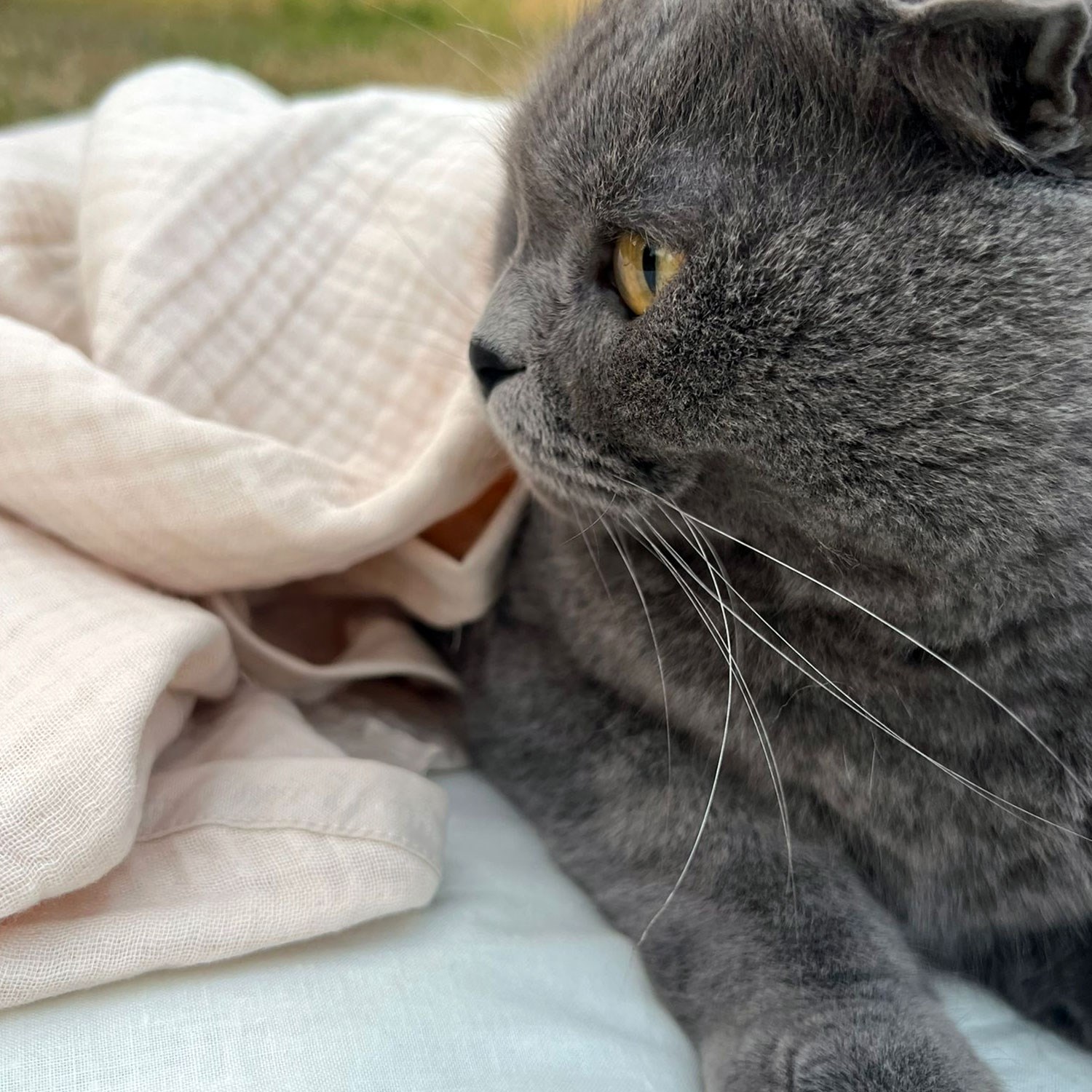 Ezh Kedi ve Köpek Evcil Hayvan Kurulama Havlusu Bej