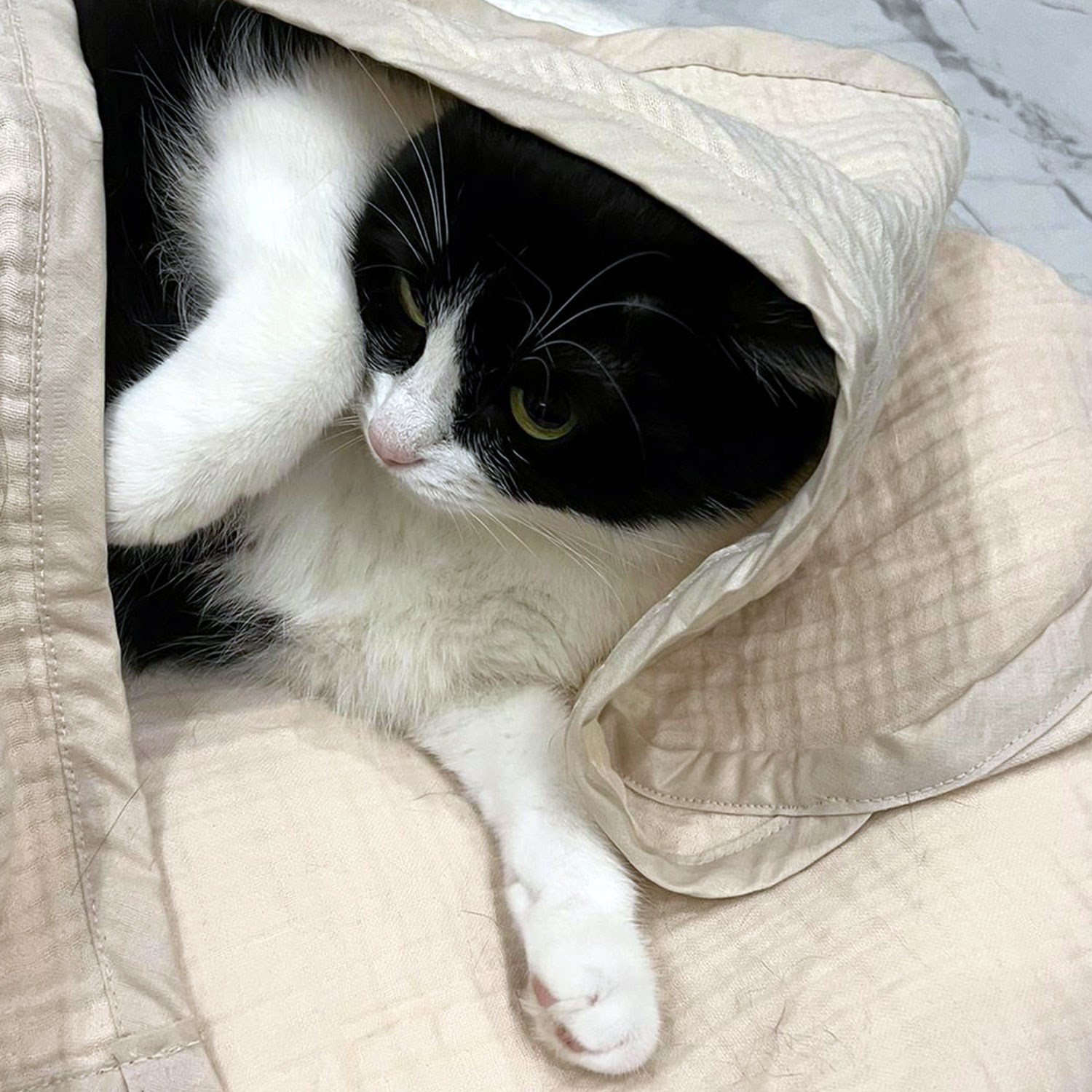 Ezh Kedi ve Köpek Evcil Hayvan Kurulama Havlusu Bej