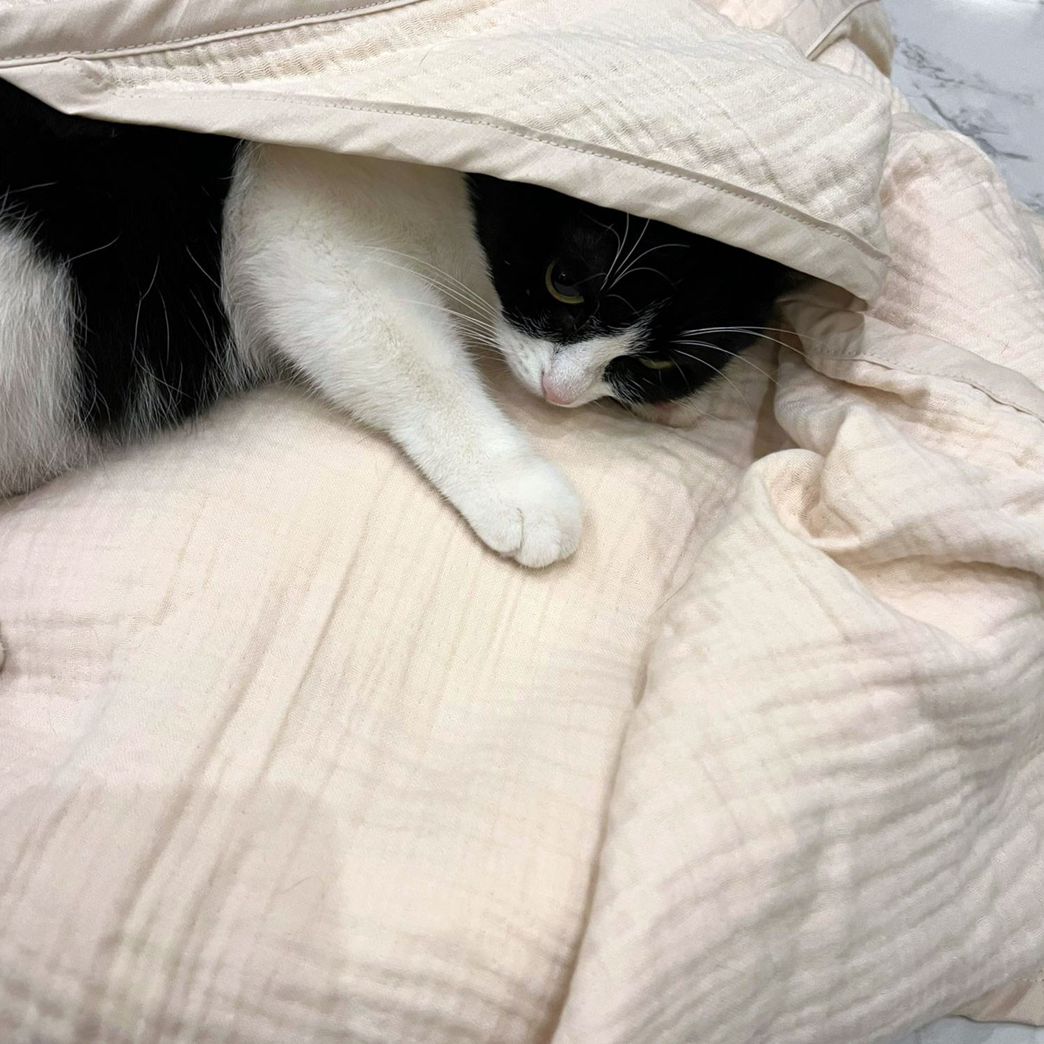 Ezh Kedi ve Köpek Evcil Hayvan Kurulama Havlusu Bej
