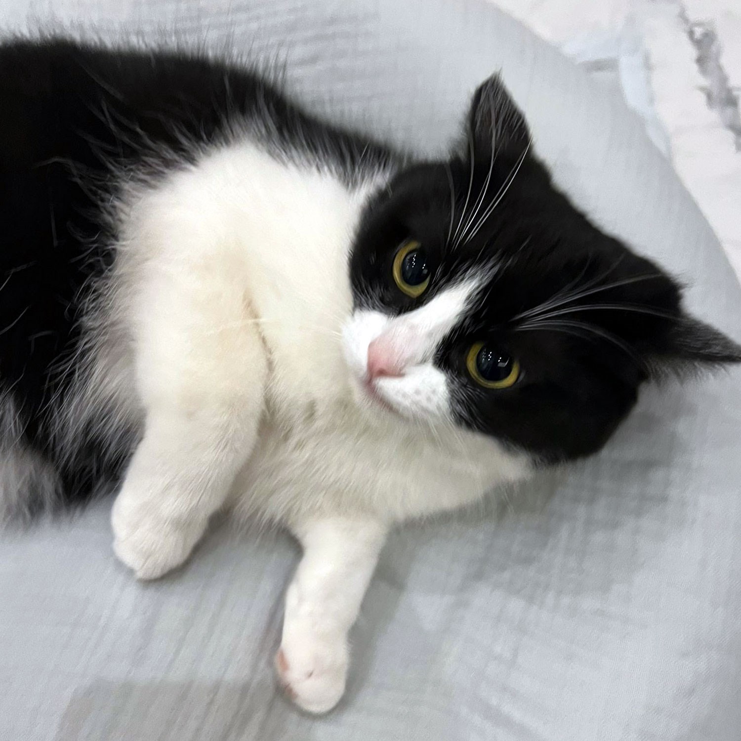 Ezh Kedi ve Köpek Evcil Hayvan Kurulama Havlusu Buz Mavisi