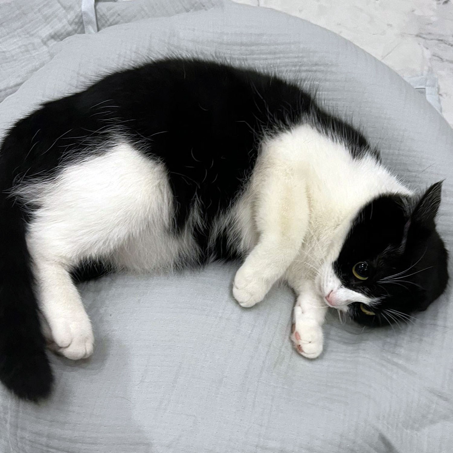 Ezh Kedi ve Köpek Evcil Hayvan Kurulama Havlusu Buz Mavisi
