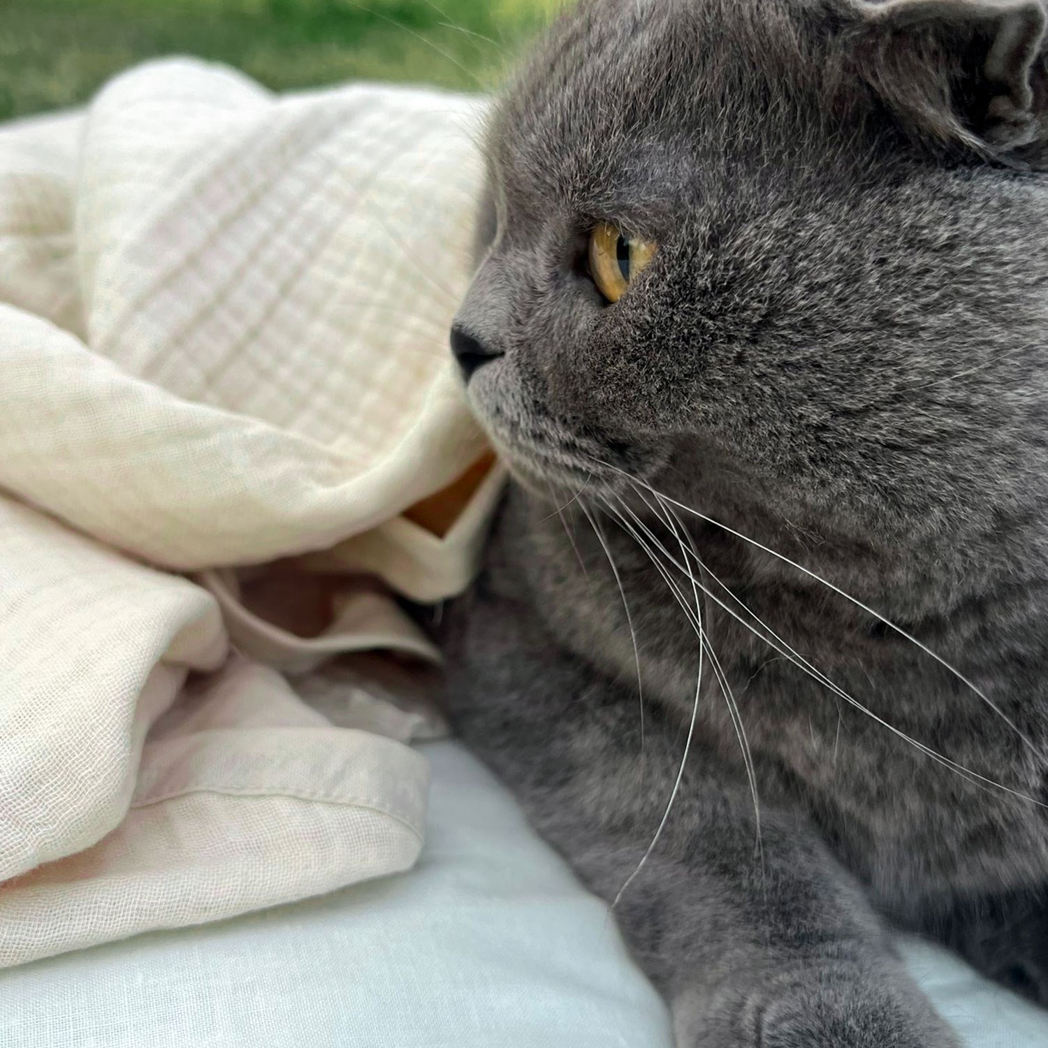 Ezh Kedi ve Köpek Evcil Hayvan Kurulama Havlusu Krem