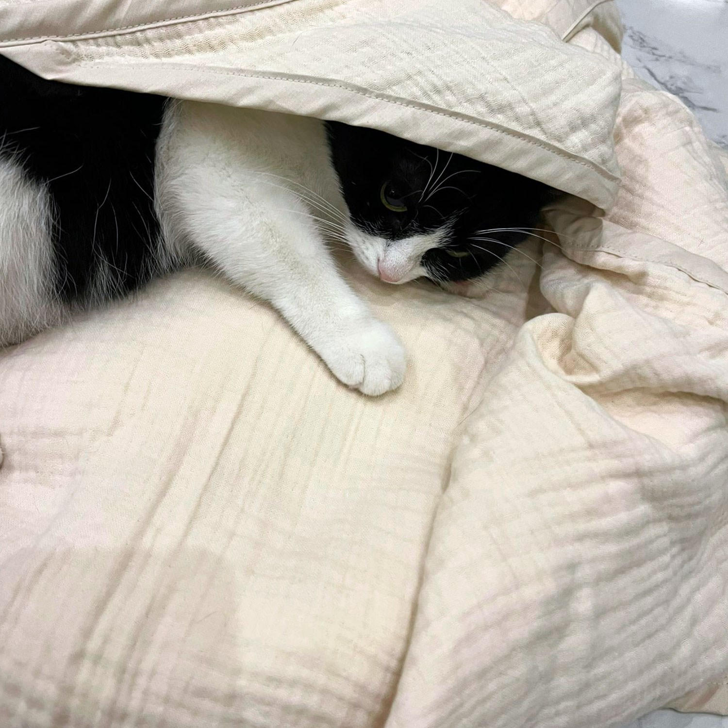 Ezh Kedi ve Köpek Evcil Hayvan Kurulama Havlusu Krem