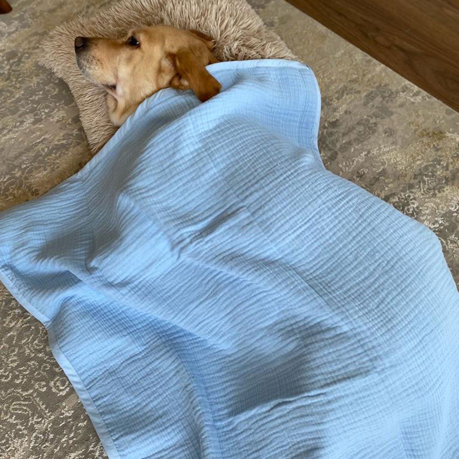 Ezh Kedi ve Köpek Evcil Hayvan Kurulama Havlusu Mavi