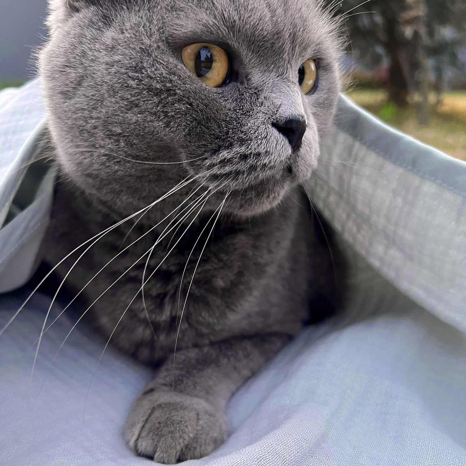 Ezh Kedi ve Köpek Evcil Hayvan Kurulama Havlusu Mavi