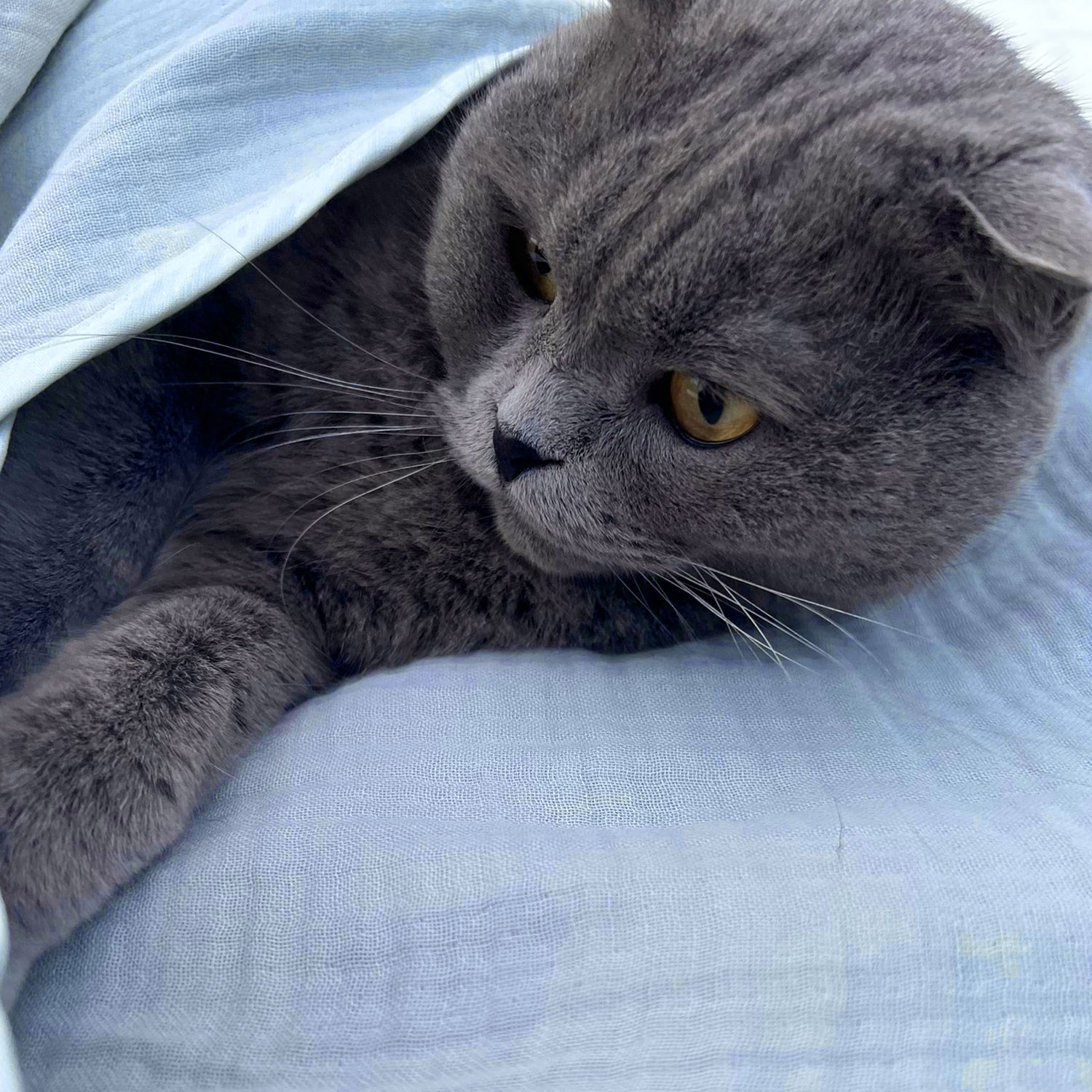 Ezh Kedi ve Köpek Evcil Hayvan Kurulama Havlusu Mavi