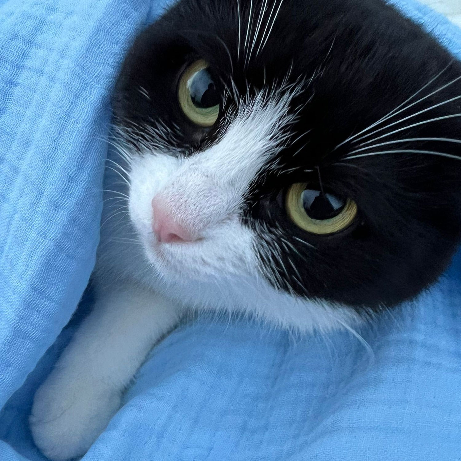 Ezh Kedi ve Köpek Evcil Hayvan Kurulama Havlusu Mavi