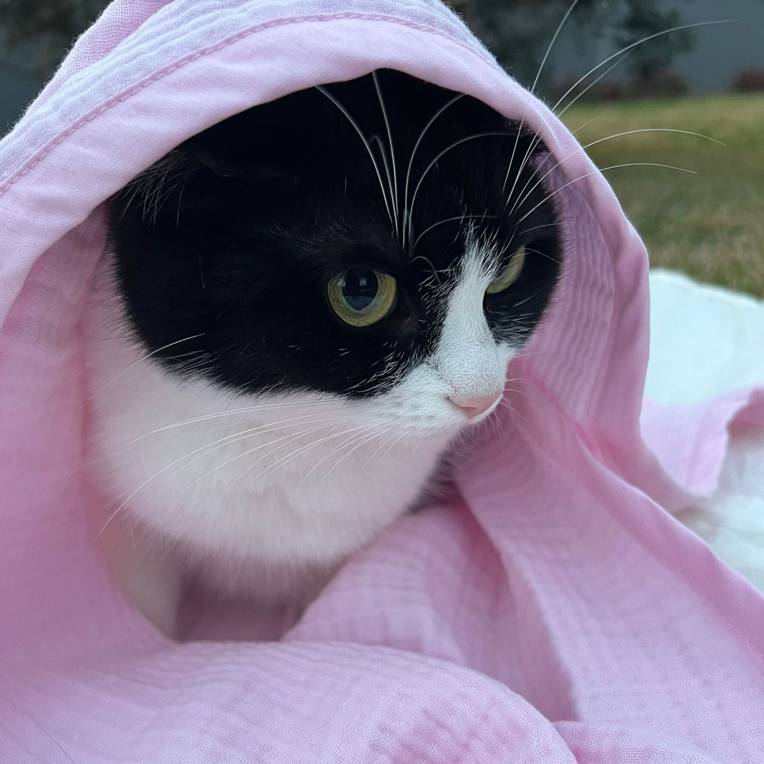 Ezh Kedi ve Köpek Evcil Hayvan Kurulama Havlusu Pembe