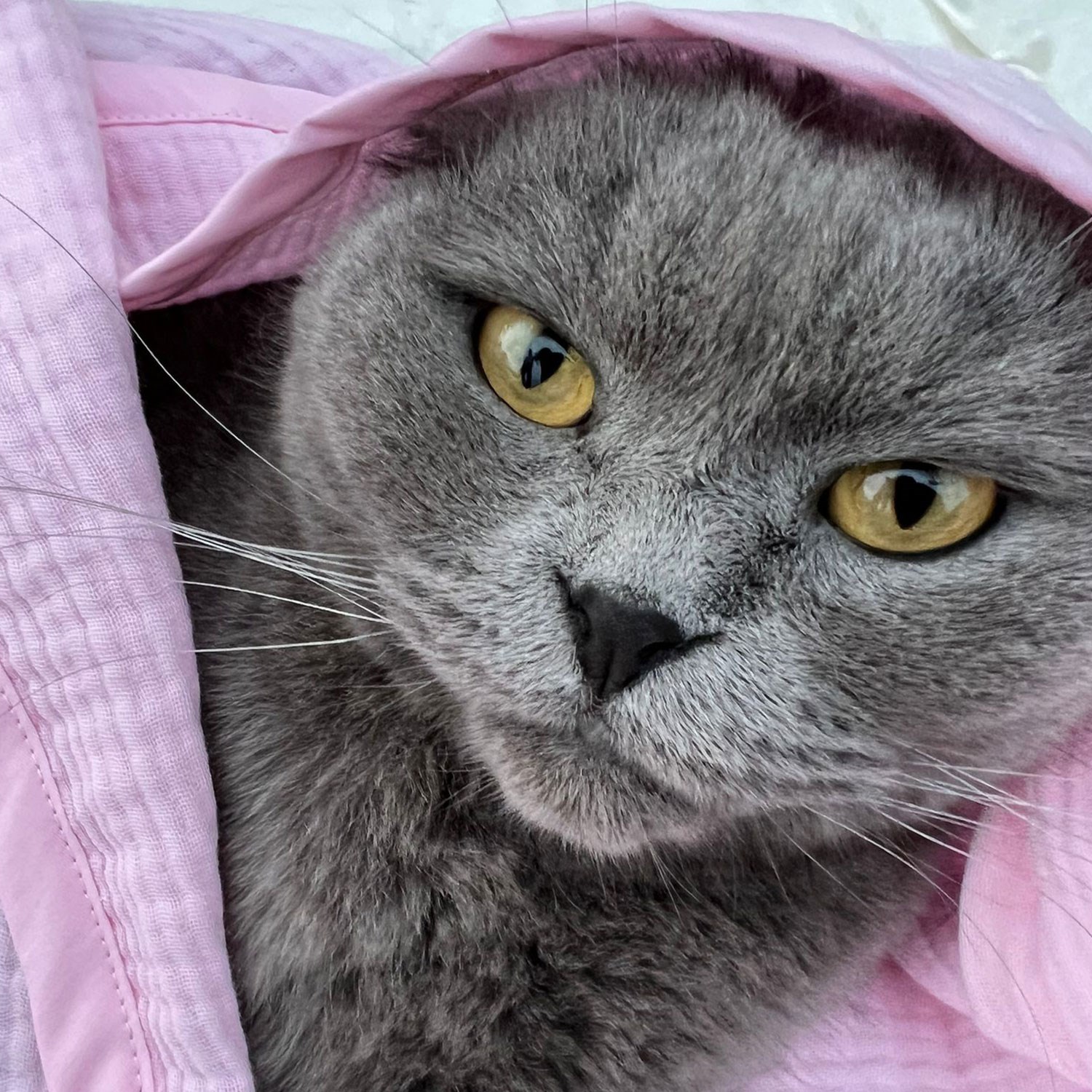 Ezh Kedi ve Köpek Evcil Hayvan Kurulama Havlusu Pembe