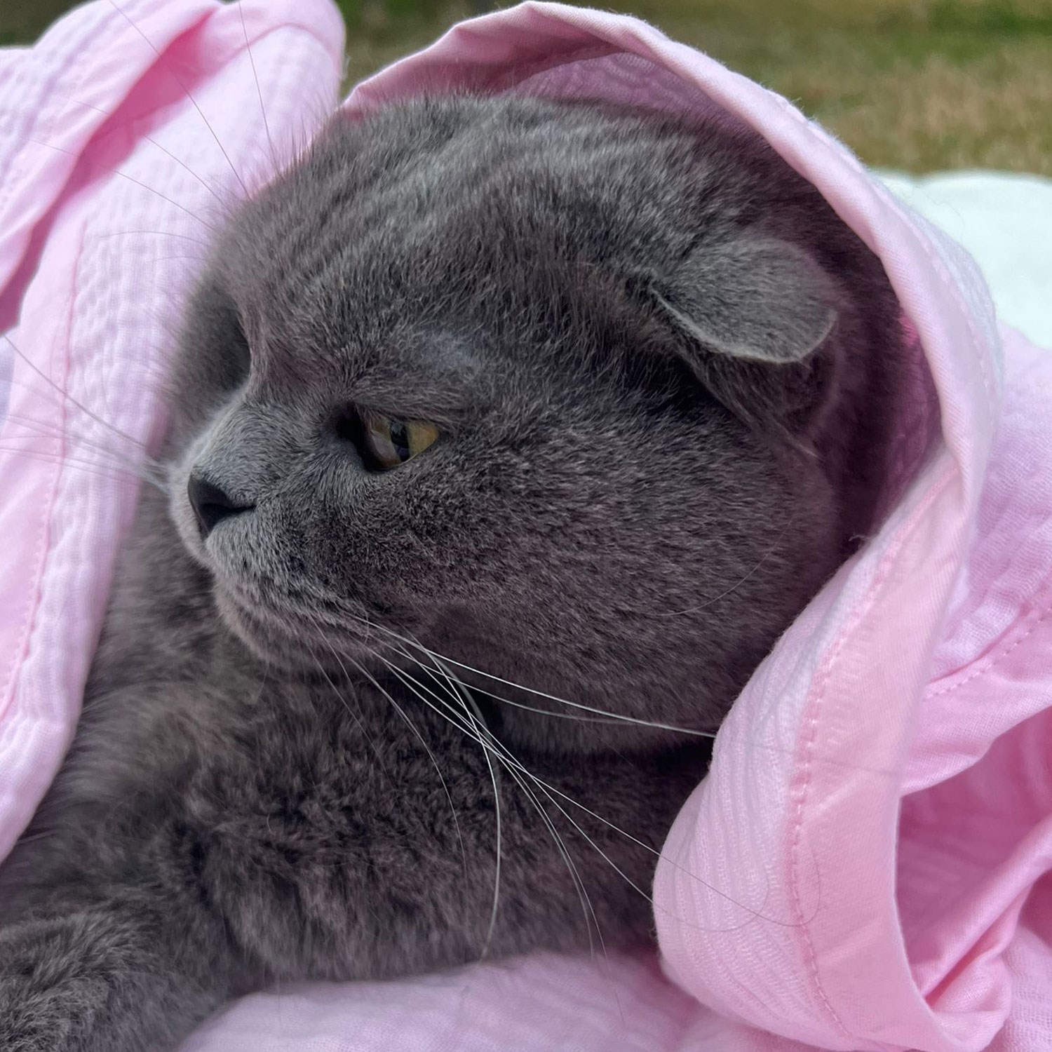 Ezh Kedi ve Köpek Evcil Hayvan Kurulama Havlusu Pembe