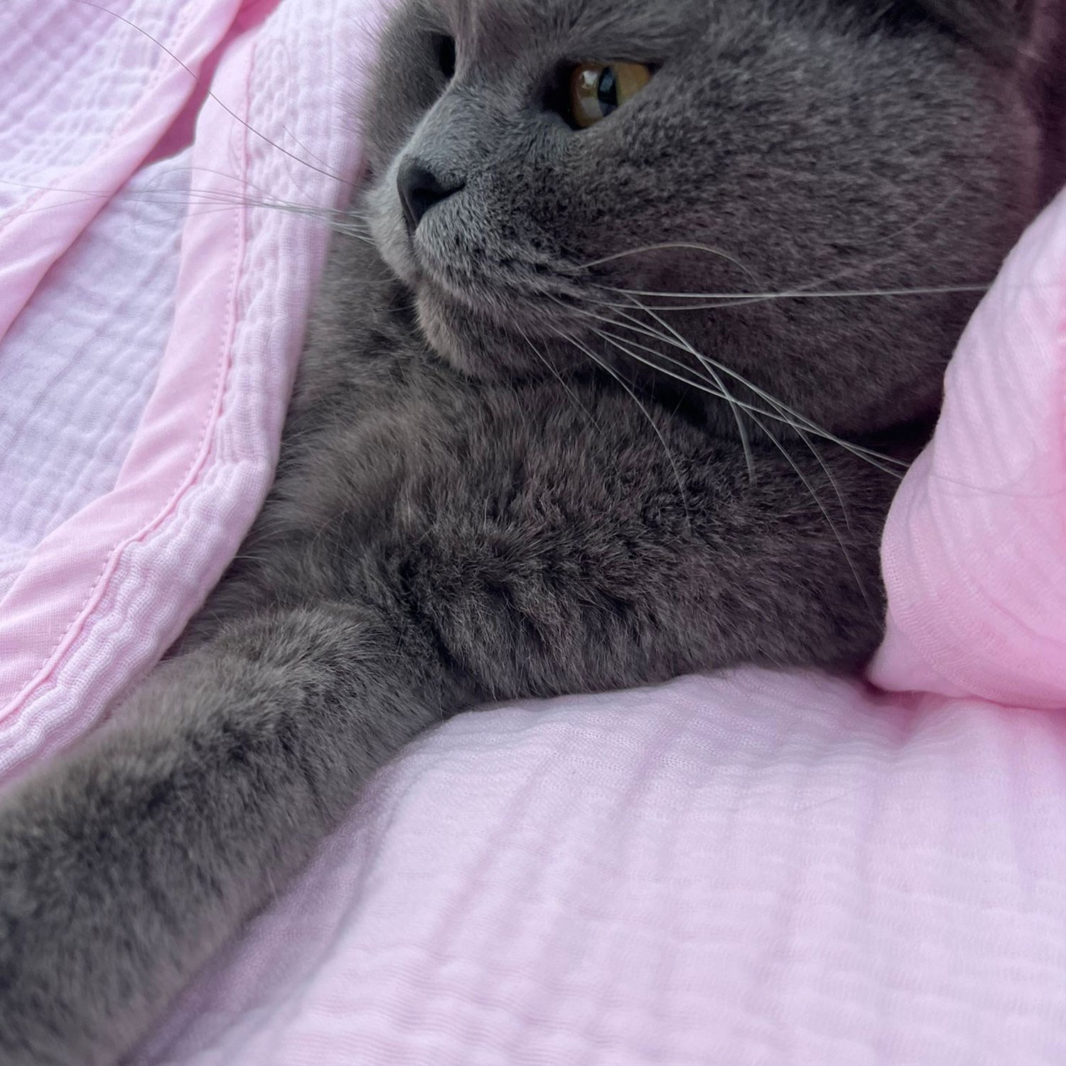 Ezh Kedi ve Köpek Evcil Hayvan Kurulama Havlusu Pembe