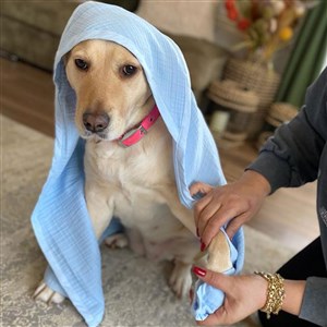 Ezh Kedi ve Köpek Evcil Hayvan Kurulama Havlusu Mavi